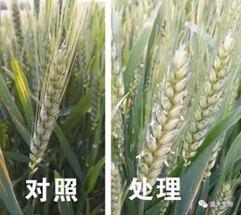 盛大生物微肥十周年暨新型肥料五周年慶 2018年新品上市早知道 麥稻滿分 營養創新高產套餐