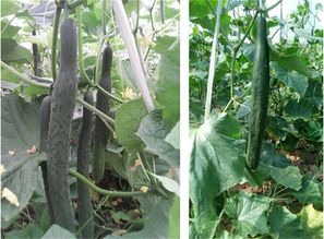 有機(jī)碳肥的主要功能及特點(diǎn)