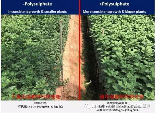 以色列化工集團新型肥料 硫酸鉀鈣鎂,菊花施用效果顯著