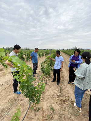 東西部科技合作助推寧夏現(xiàn)代農(nóng)業(yè)綠色高效發(fā)展：新型肥料增效劑的創(chuàng)新與前景