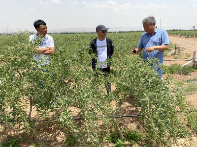 東西部科技合作：寧夏現(xiàn)代農(nóng)業(yè)綠色高效發(fā)展的新型肥料增效劑