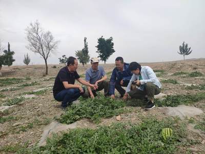 東西部科技合作 力促寧夏現代農業綠色高效發展——新型肥料增效劑的應用與前景